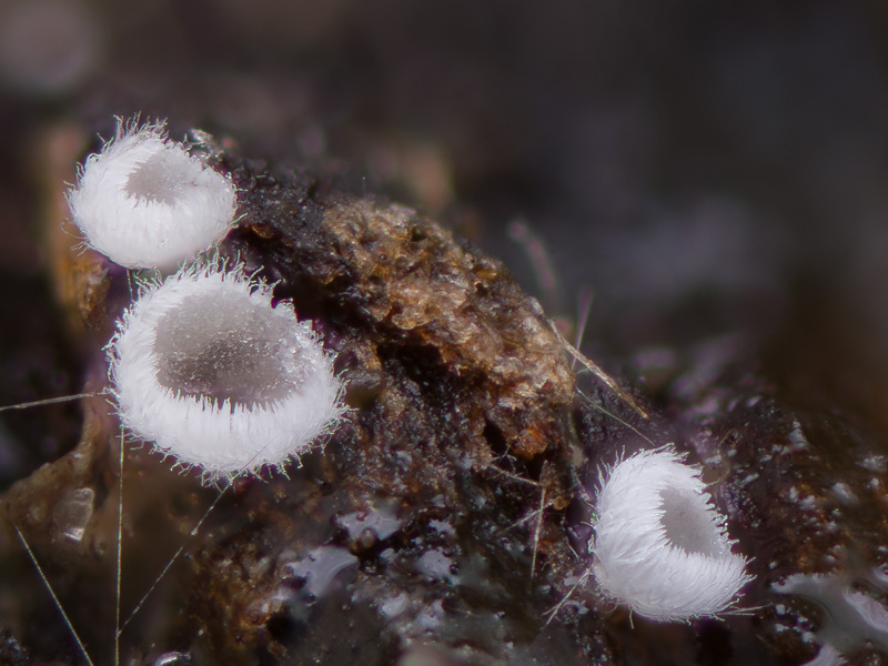 Flagelloscypha donkii